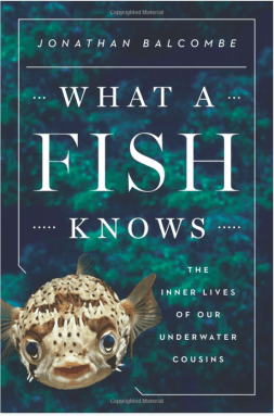 Screen Shot 2017-11-05 at 5.45.26 PM