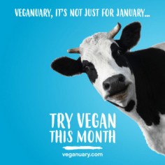 Facebook-Profile-Photo-Cow-1