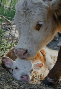 Screen Shot 2018-02-19 at 11.44.26 PM