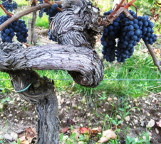 Screen Shot 2018-04-02 at 5.49.25 PM