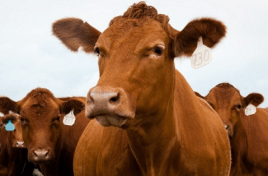 Screen Shot 2018-10-12 at 4.51.17 AM.png