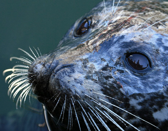 6 across seal-small-1000x700