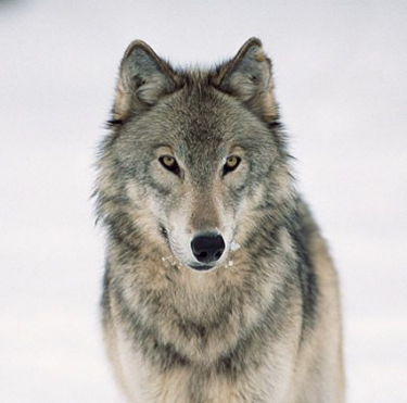 Screen Shot 2019-04-04 at 6.21.36 PM