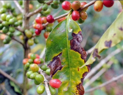 Screen Shot 2019-07-03 at 5.58.11 PM