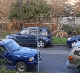 Screen Shot 2020-02-04 at 7.58.10 PM