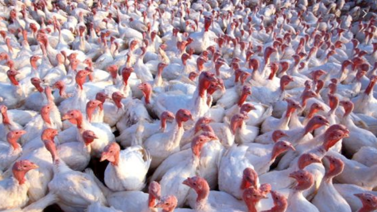 Screen Shot 2020-02-04 at 8.31.03 PM