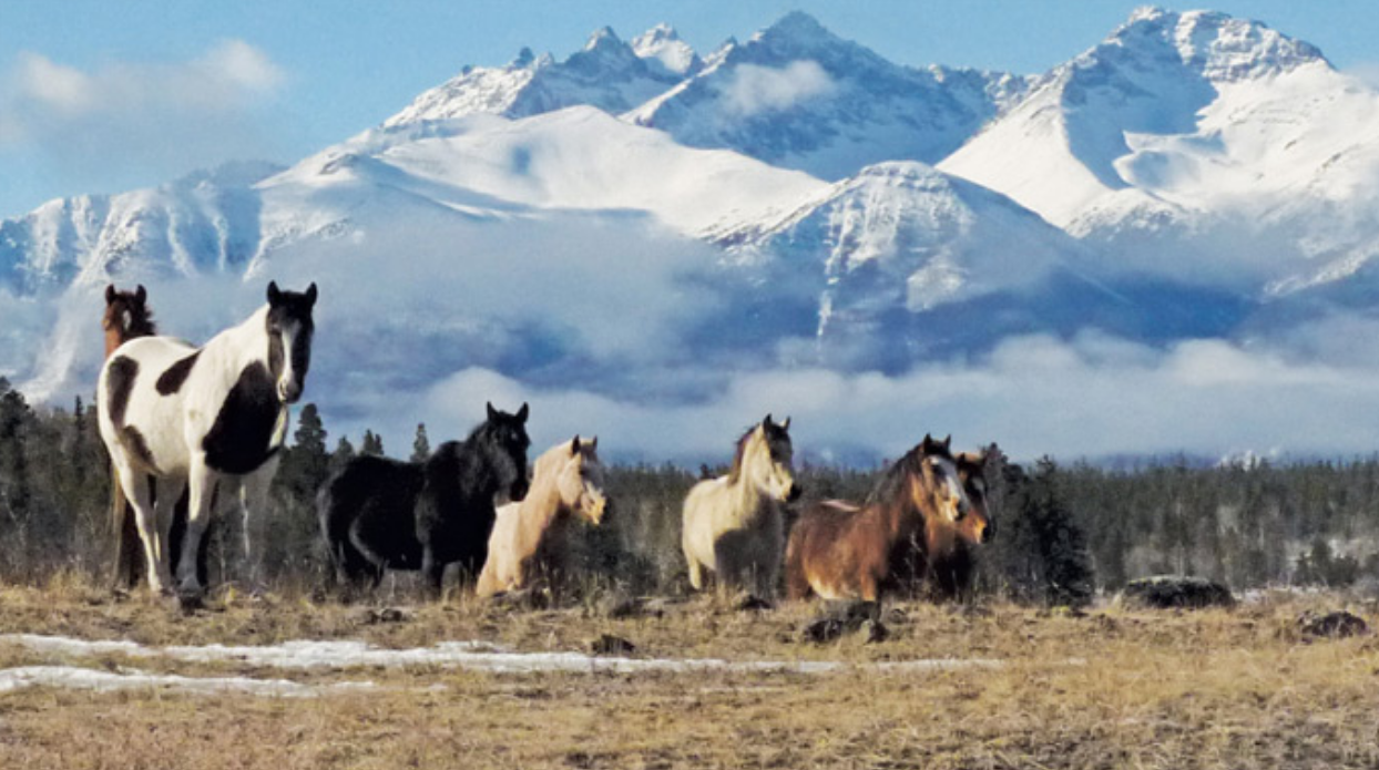 Screen Shot 2020-02-04 at 8.57.02 PM