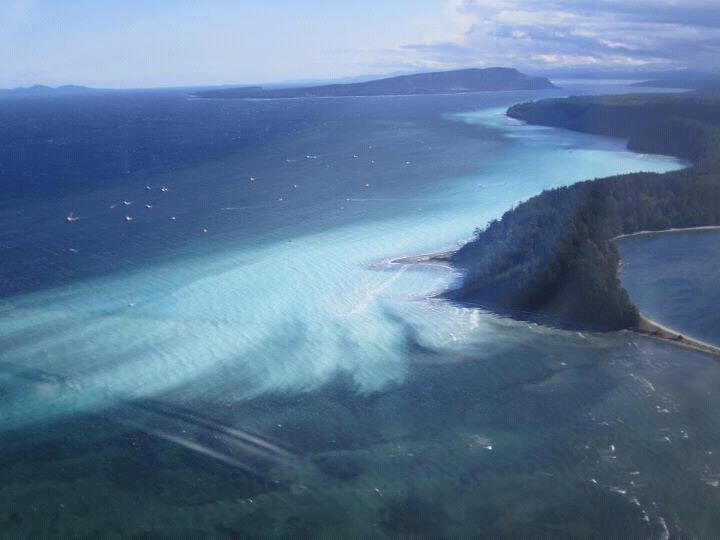 denman-herring-spawn-419632_10150739346592498_2092613772_n-1