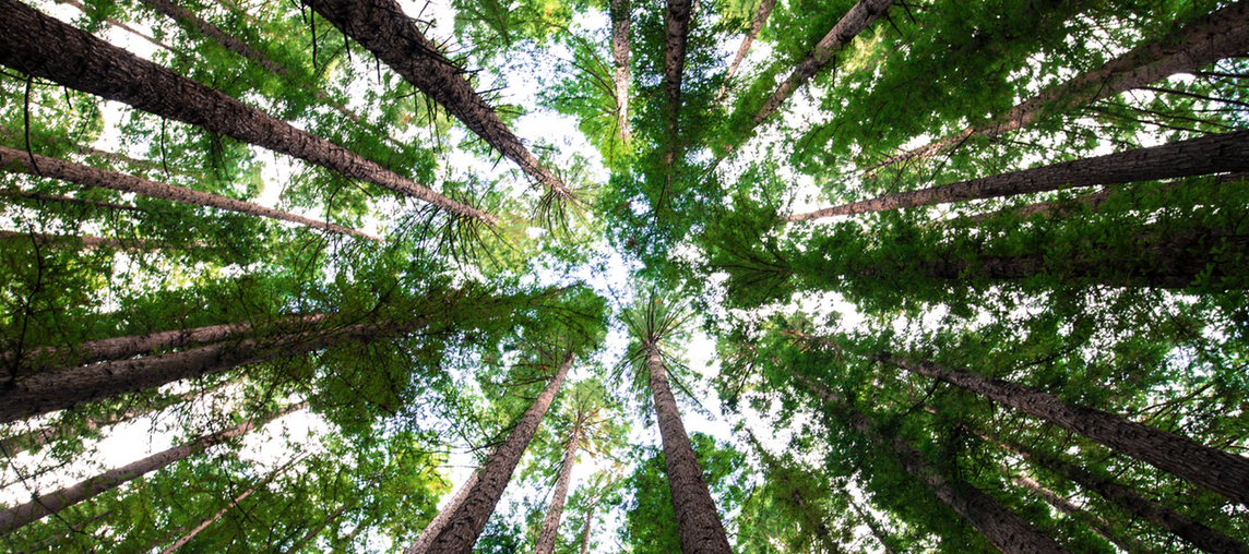 2 Screen Shot 2020-04-03 at 3.34.42 PM copy