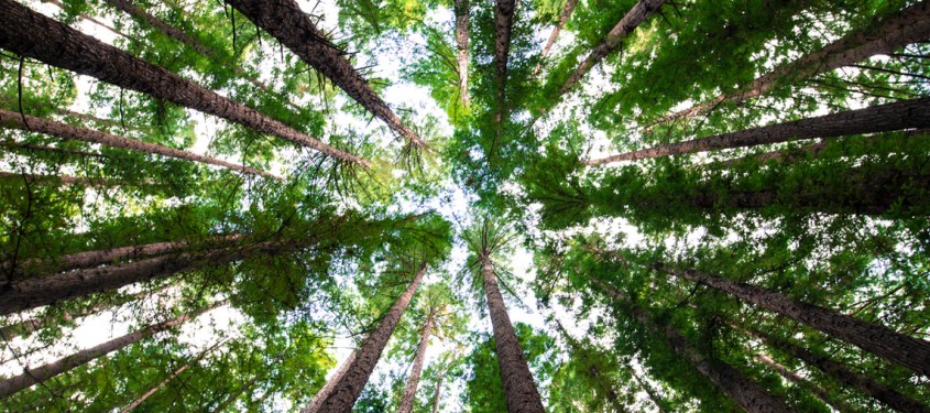 2 Screen Shot 2020-04-03 at 3.34.42 PM copy