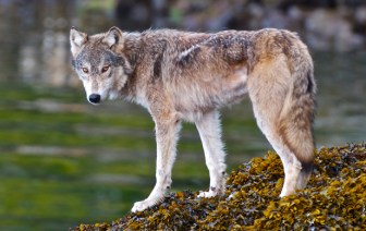 Live-cams-bring-Great-Bear-Rainforests-wolves-sea-lions-to-you