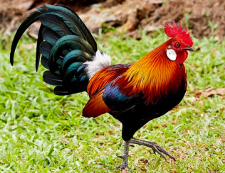 Screen Shot 2020-04-03 at 4.30.50 PM